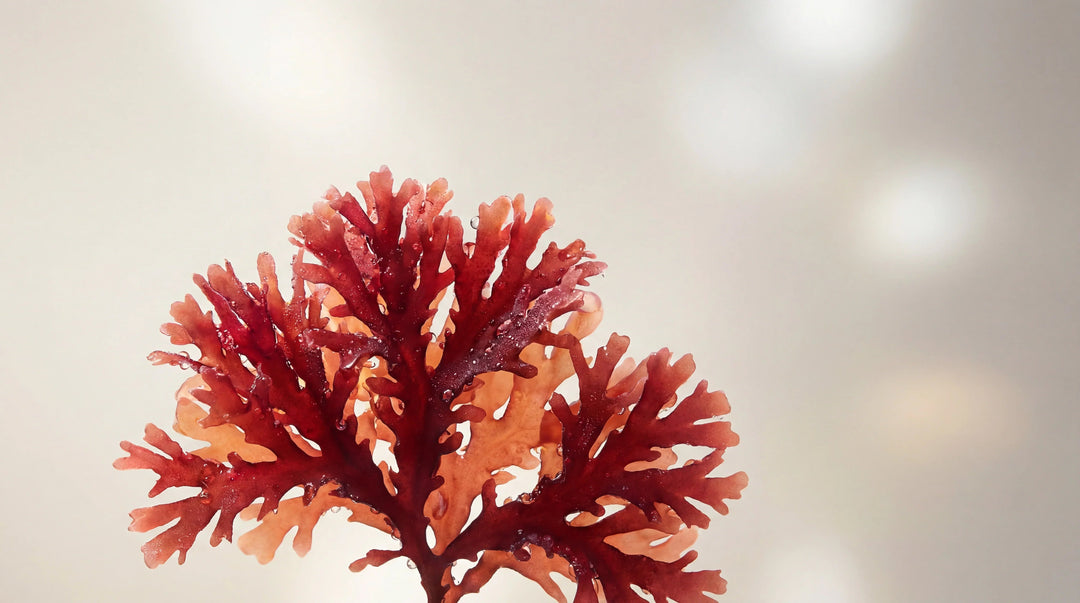 Astaxanthin Studienlage - Purefitness Nutrition